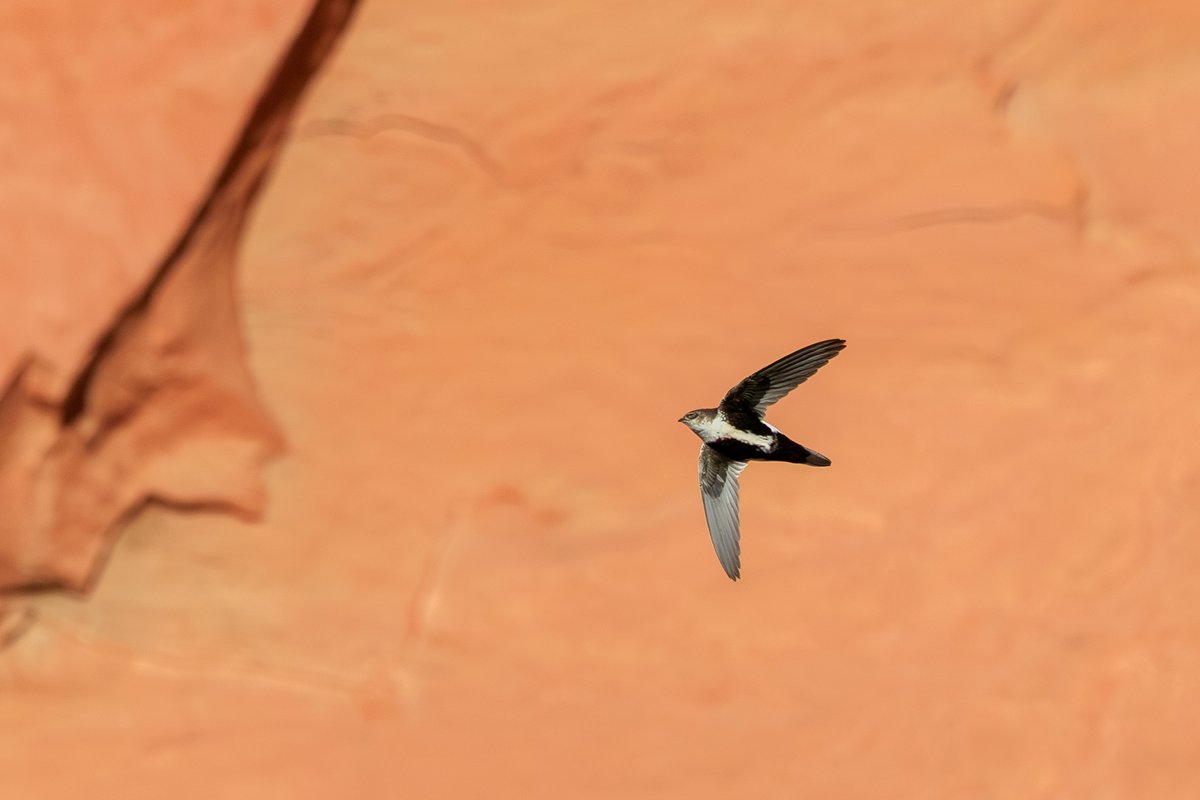 White-throated Swift