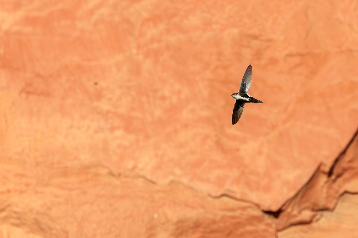 White-throated Swift