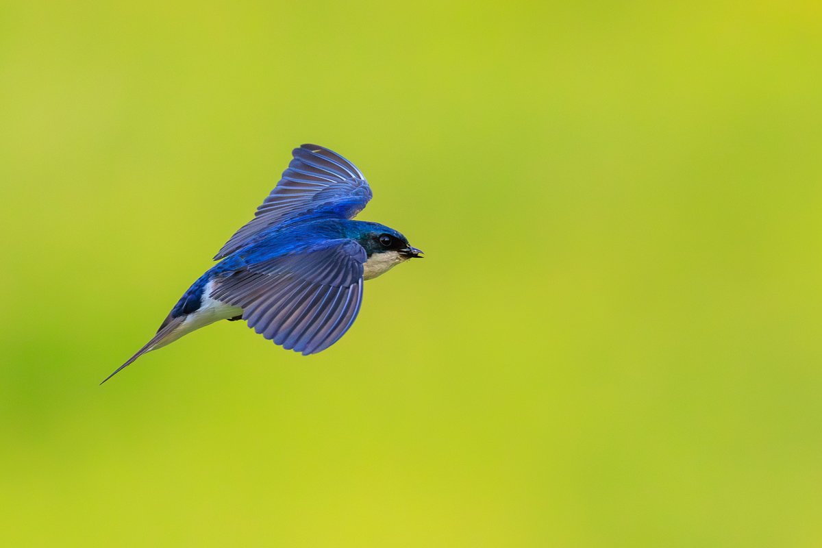 Tree Swallow