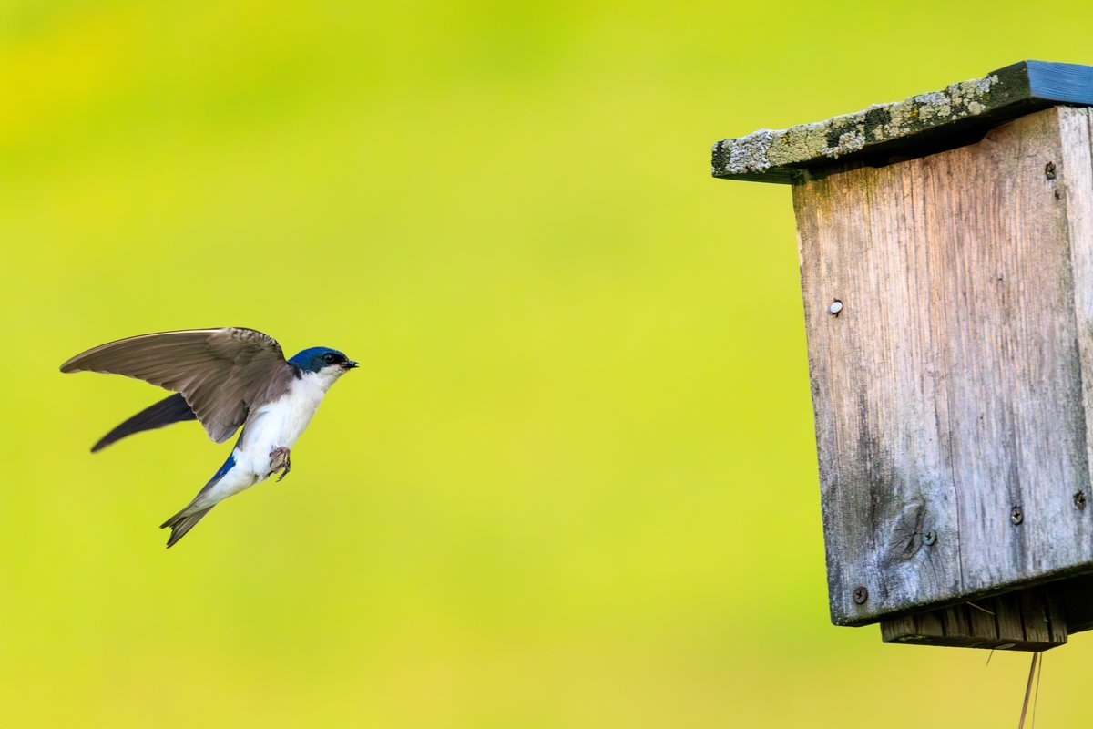 Tree Swallow