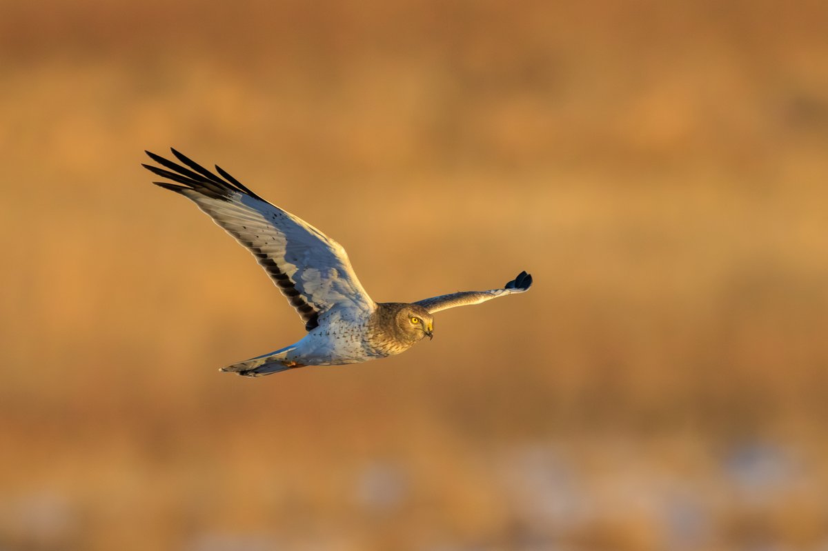 Northern Harrier