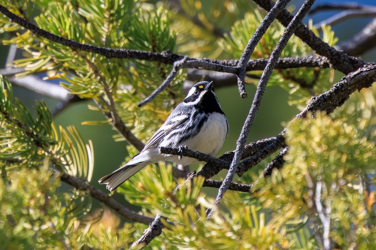 Black-throated Gray Warbler