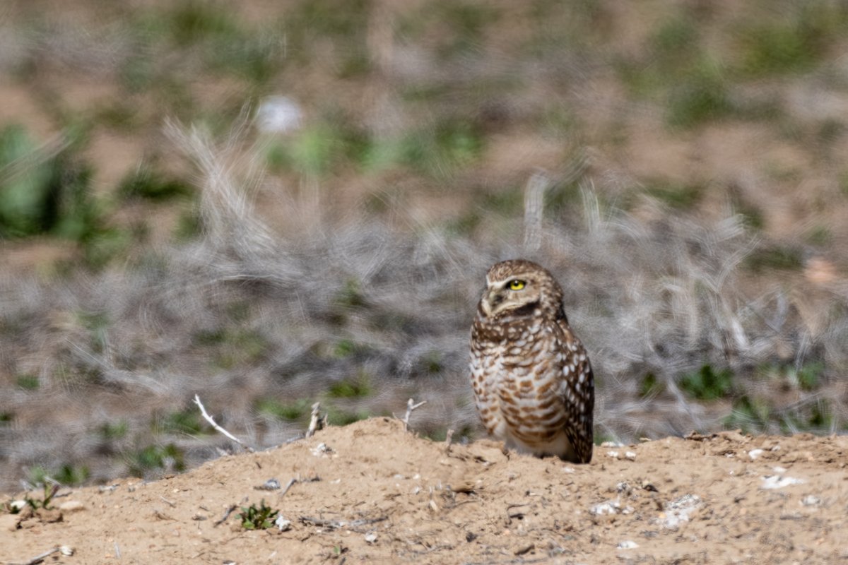 Burrowing Owl