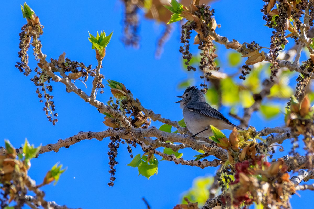 Lucy's Warbler