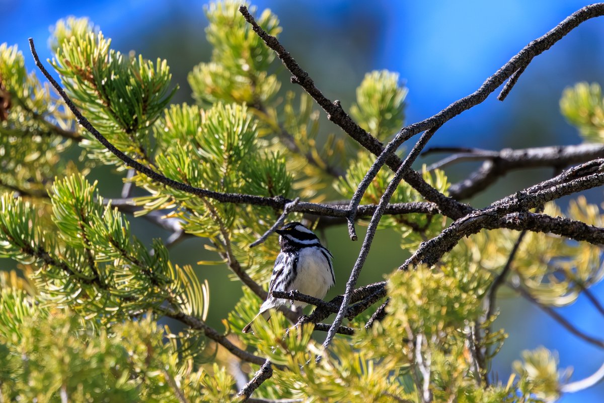 Black-throated Gray Warbler