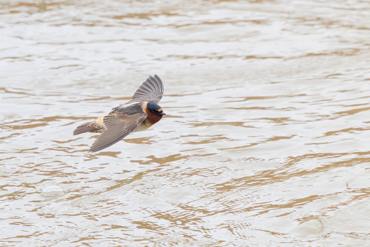 Barn Swallow
