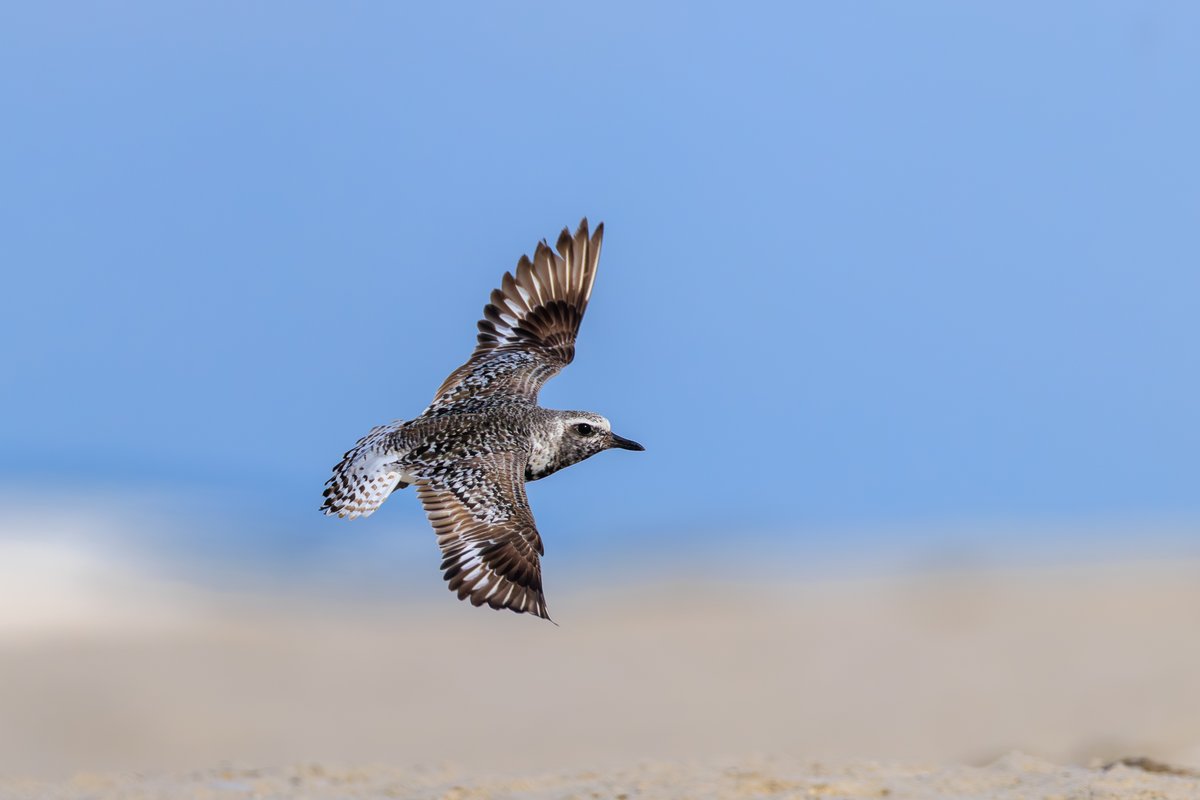 Black-bellied Plover