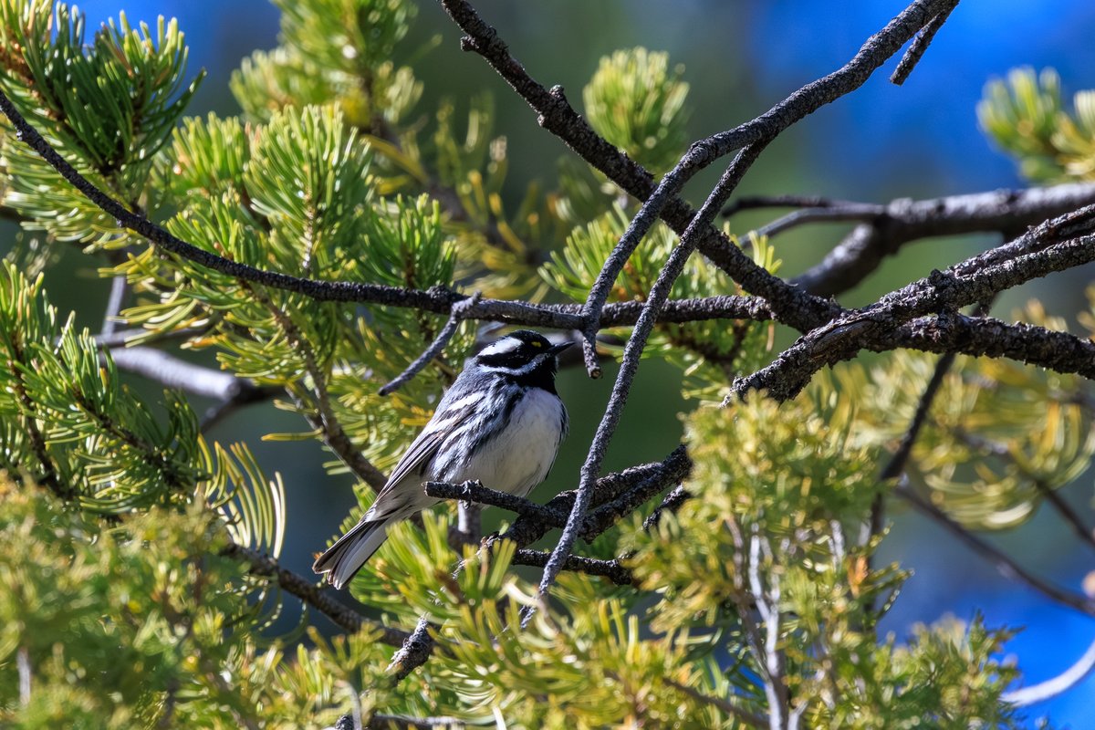 Black-throated Gray Warbler