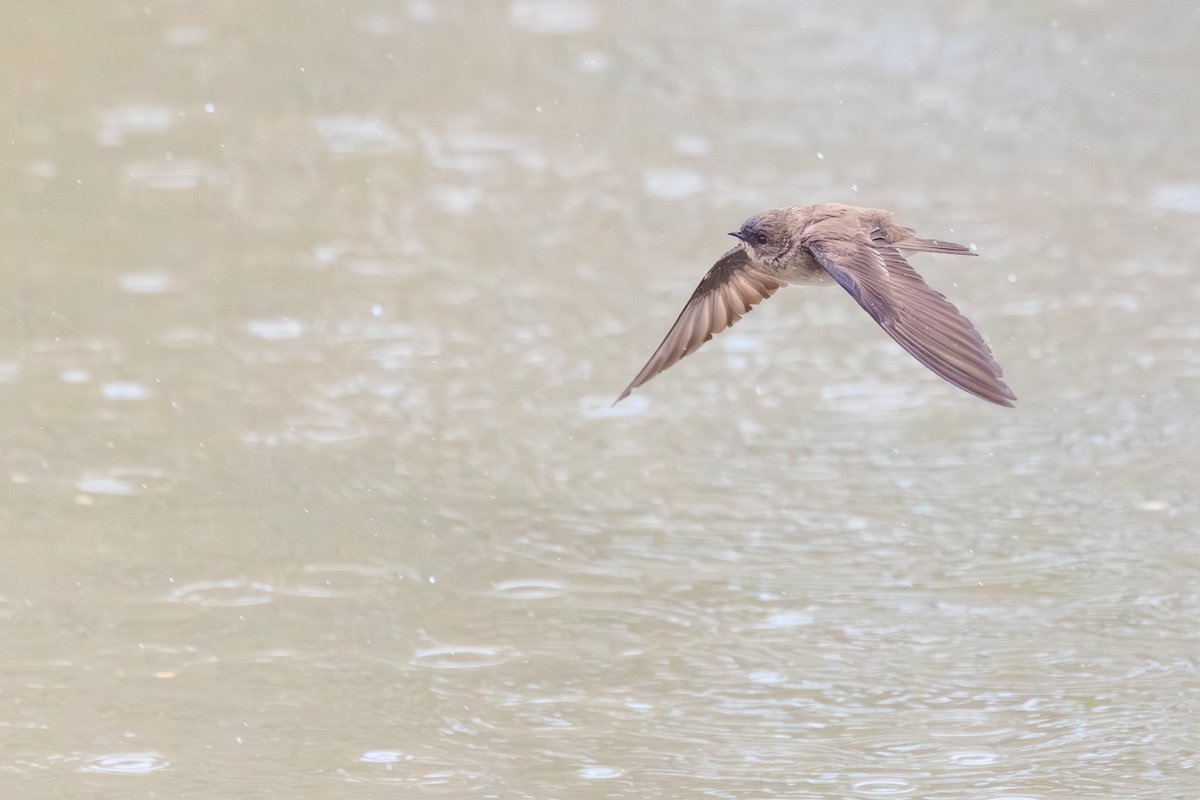 Northern Rough-winged Swallow