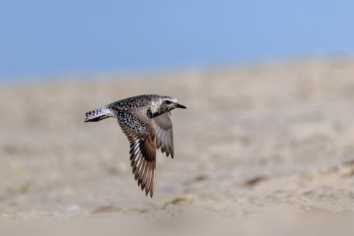 Black-bellied Plover