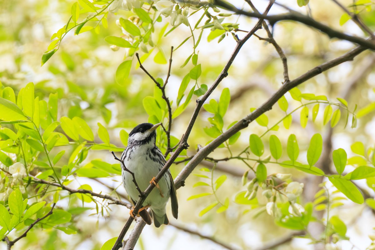 Blackpoll Warbler
