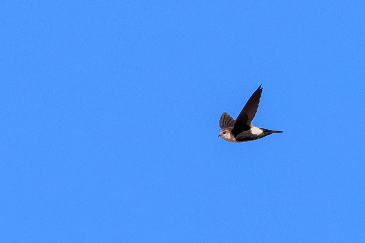 White-throated Swift