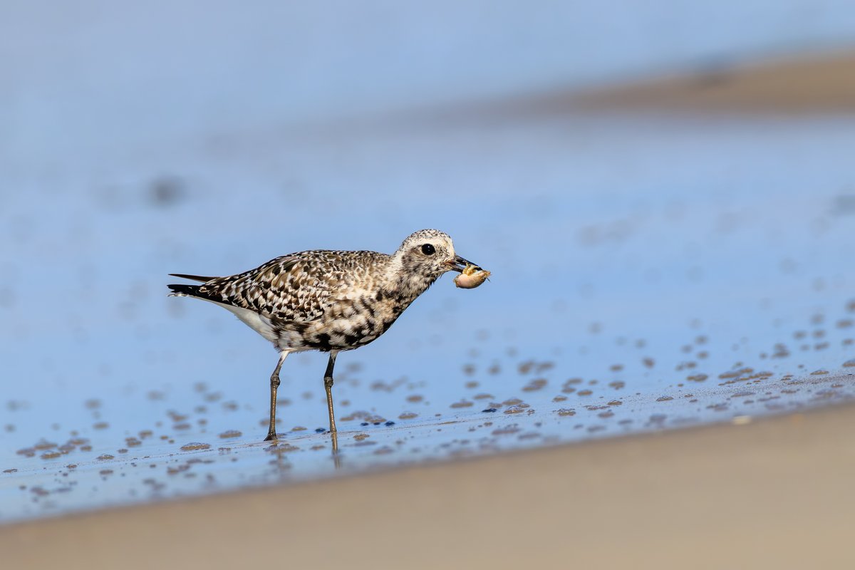 Black-bellied Plover