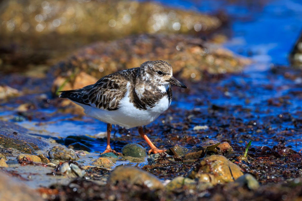 Ruddy Turnstone