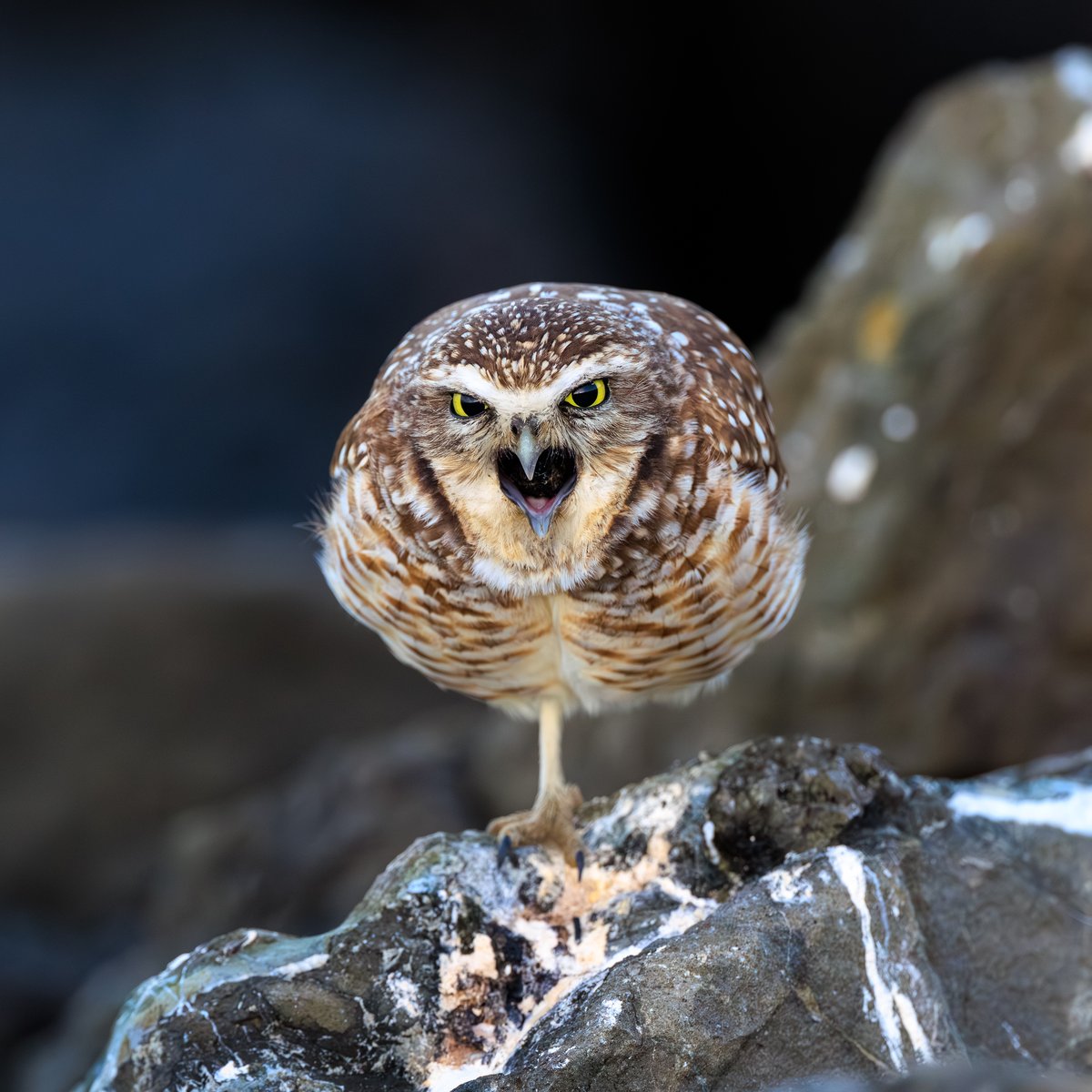 Burrowing Owl