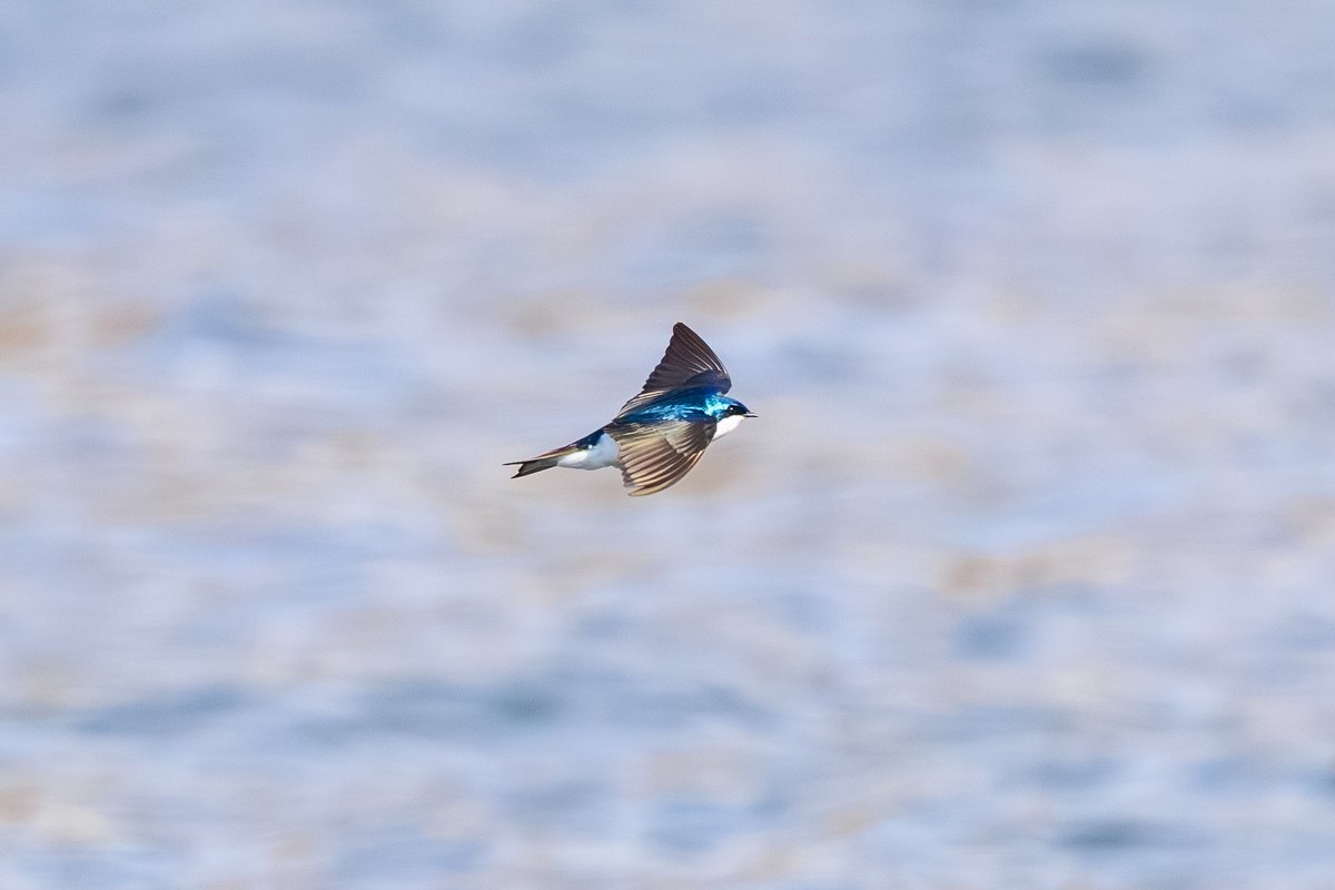 Tree Swallow