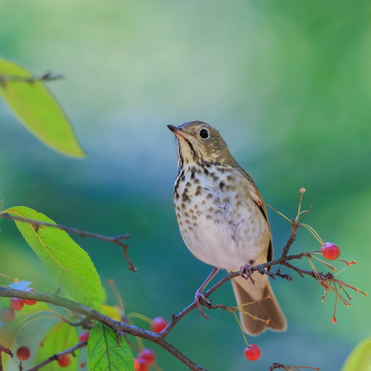 Swainson's Thrush