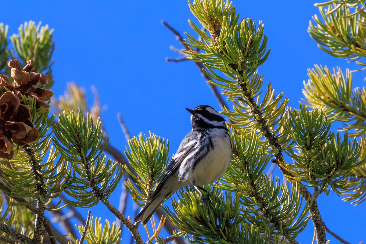 Black-throated Gray Warbler
