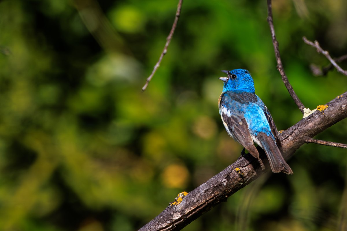 Lazuli Bunting