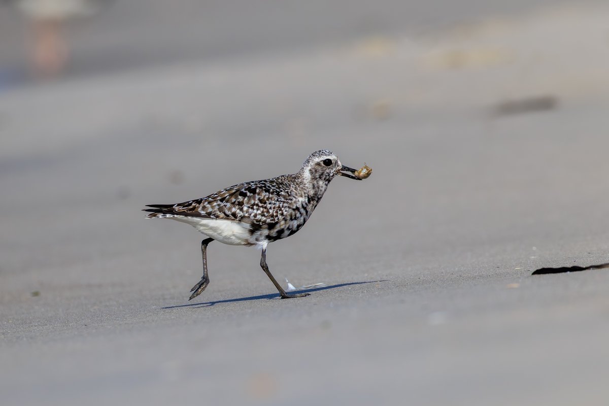 Black-bellied Plover