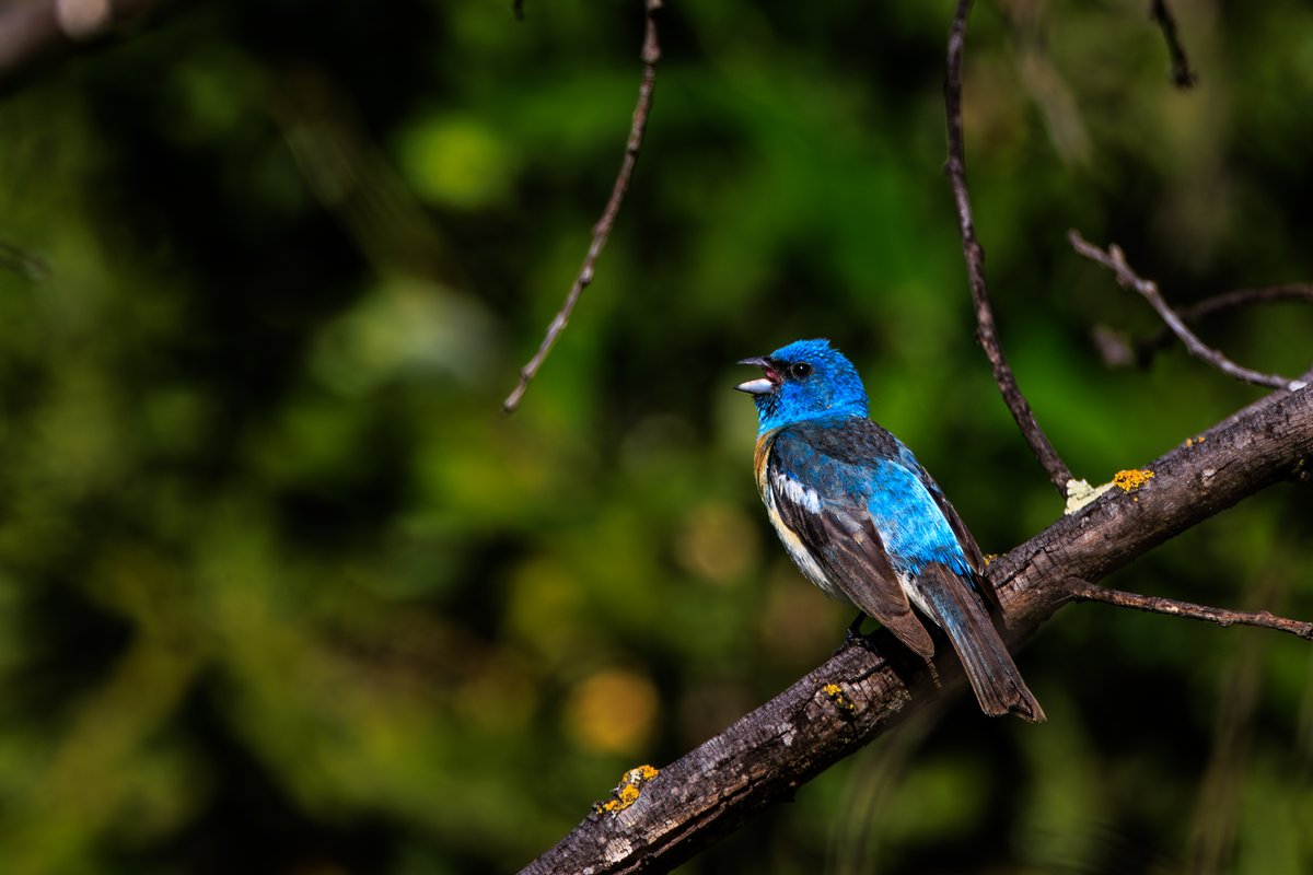 Lazuli Bunting