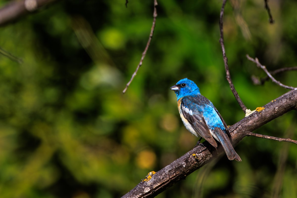 Lazuli Bunting