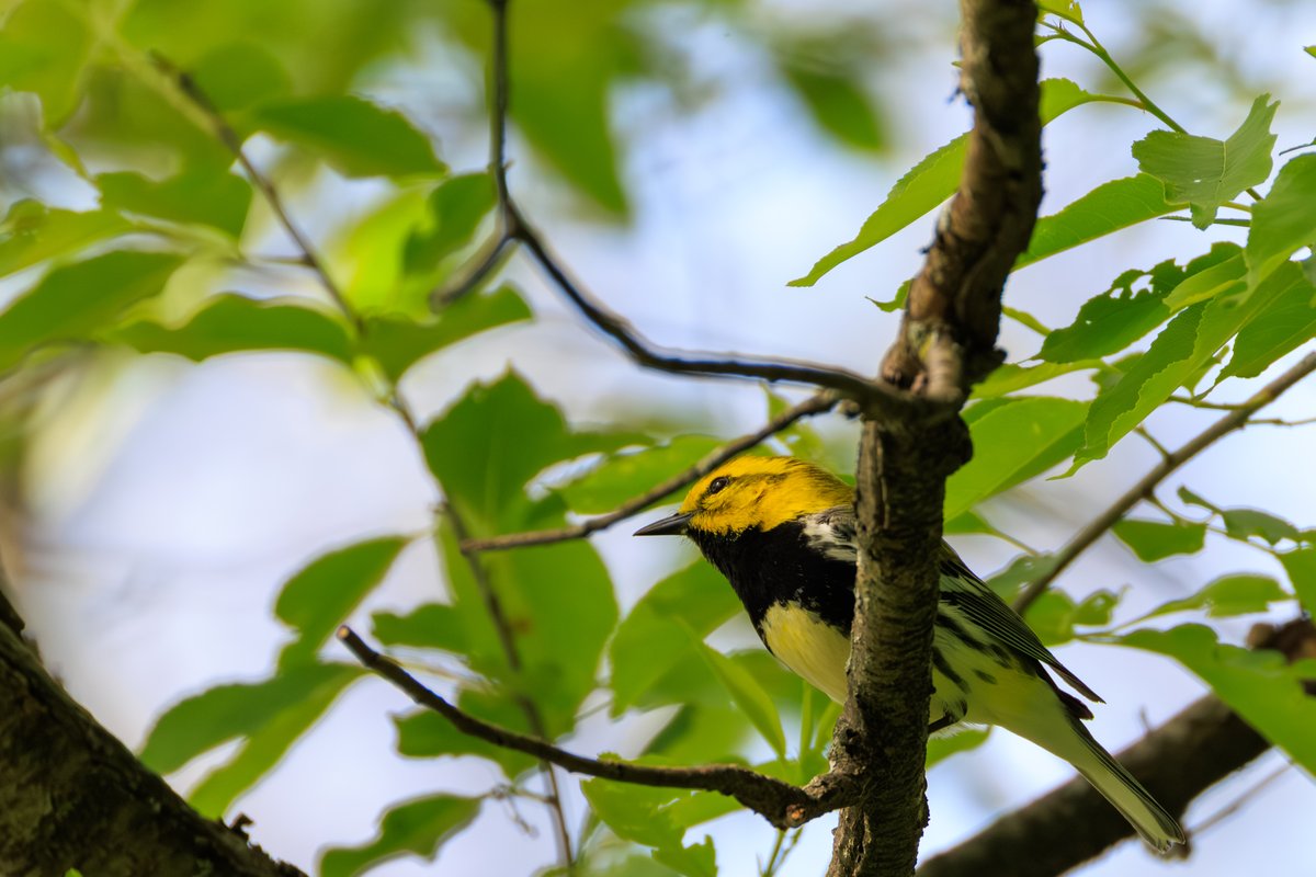 Black-throated Green Warbler