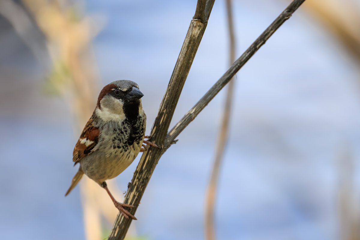 House Sparrow