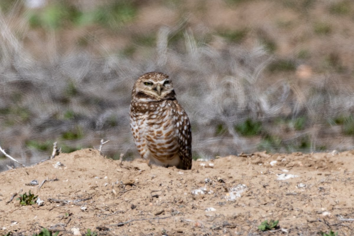 Burrowing Owl