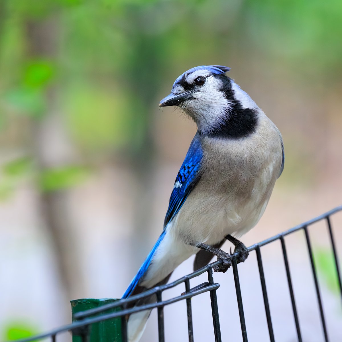 Blue Jay