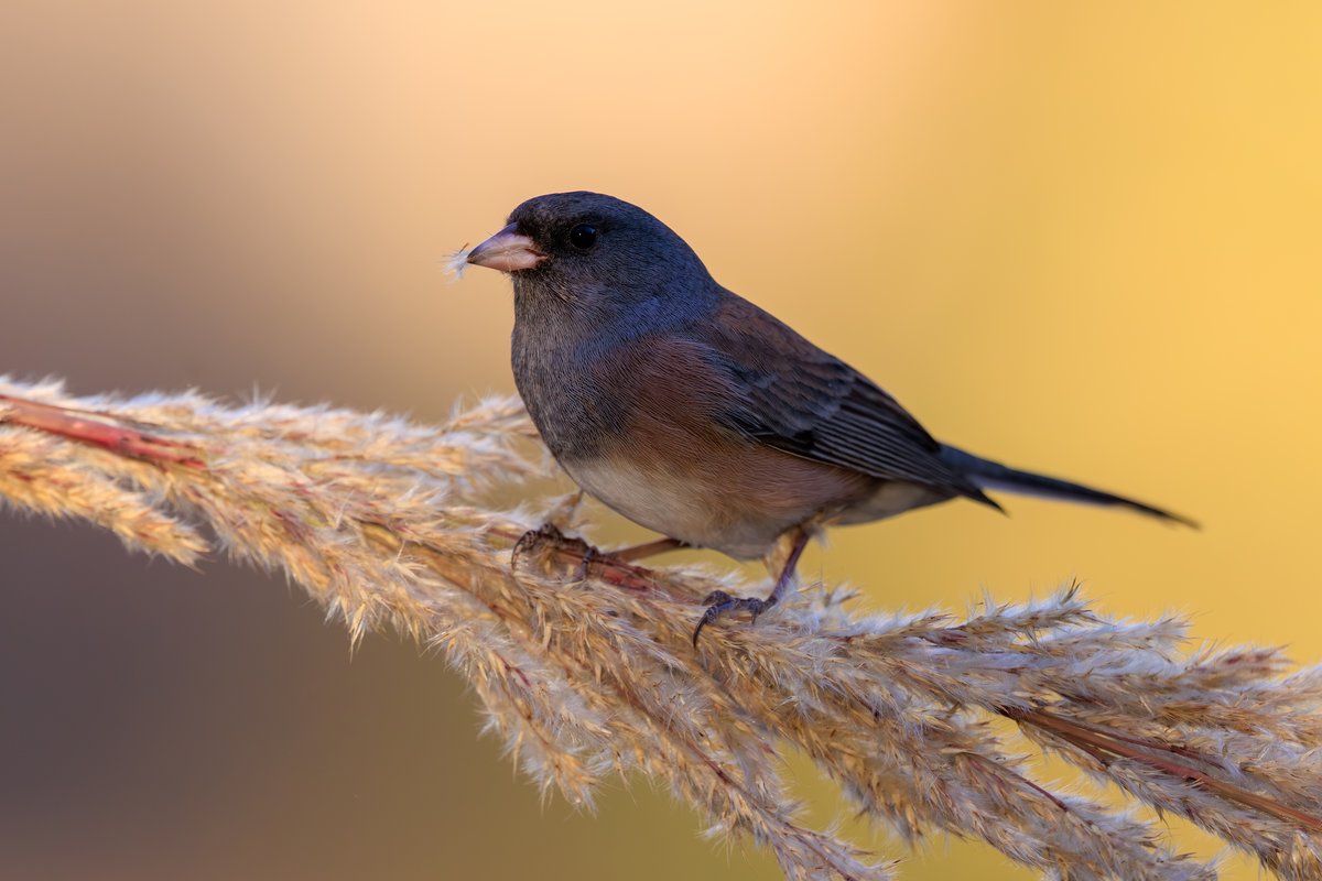 Dark-eyed Junco