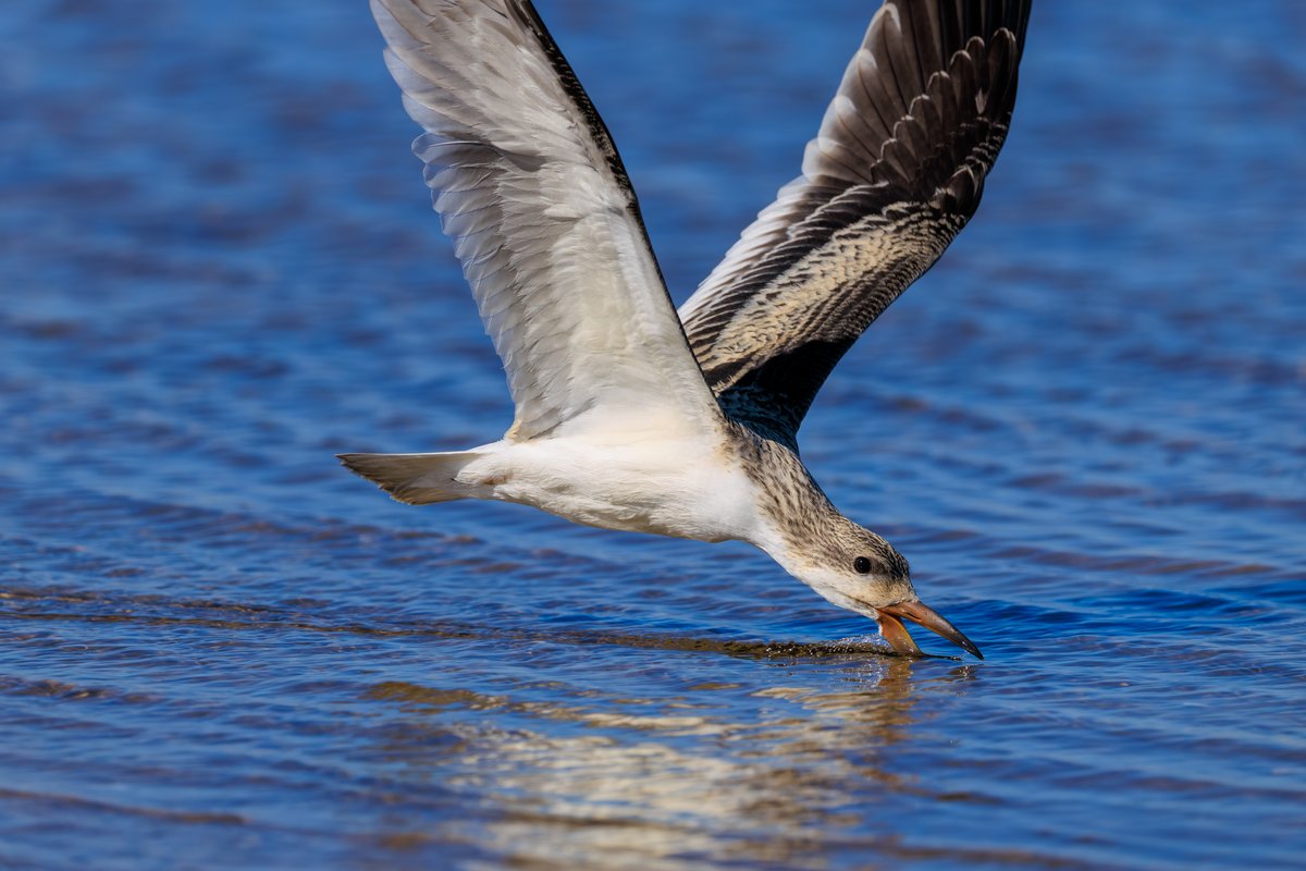 Black Skimmer