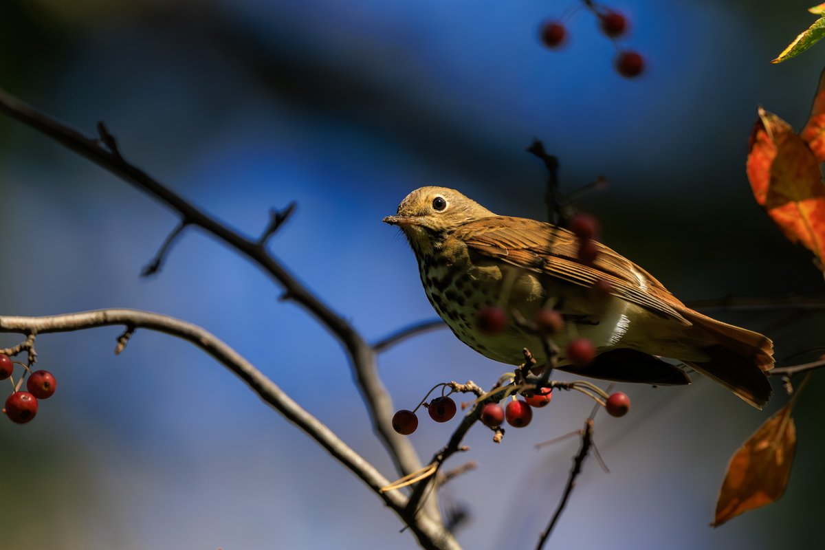Hermit Thrush