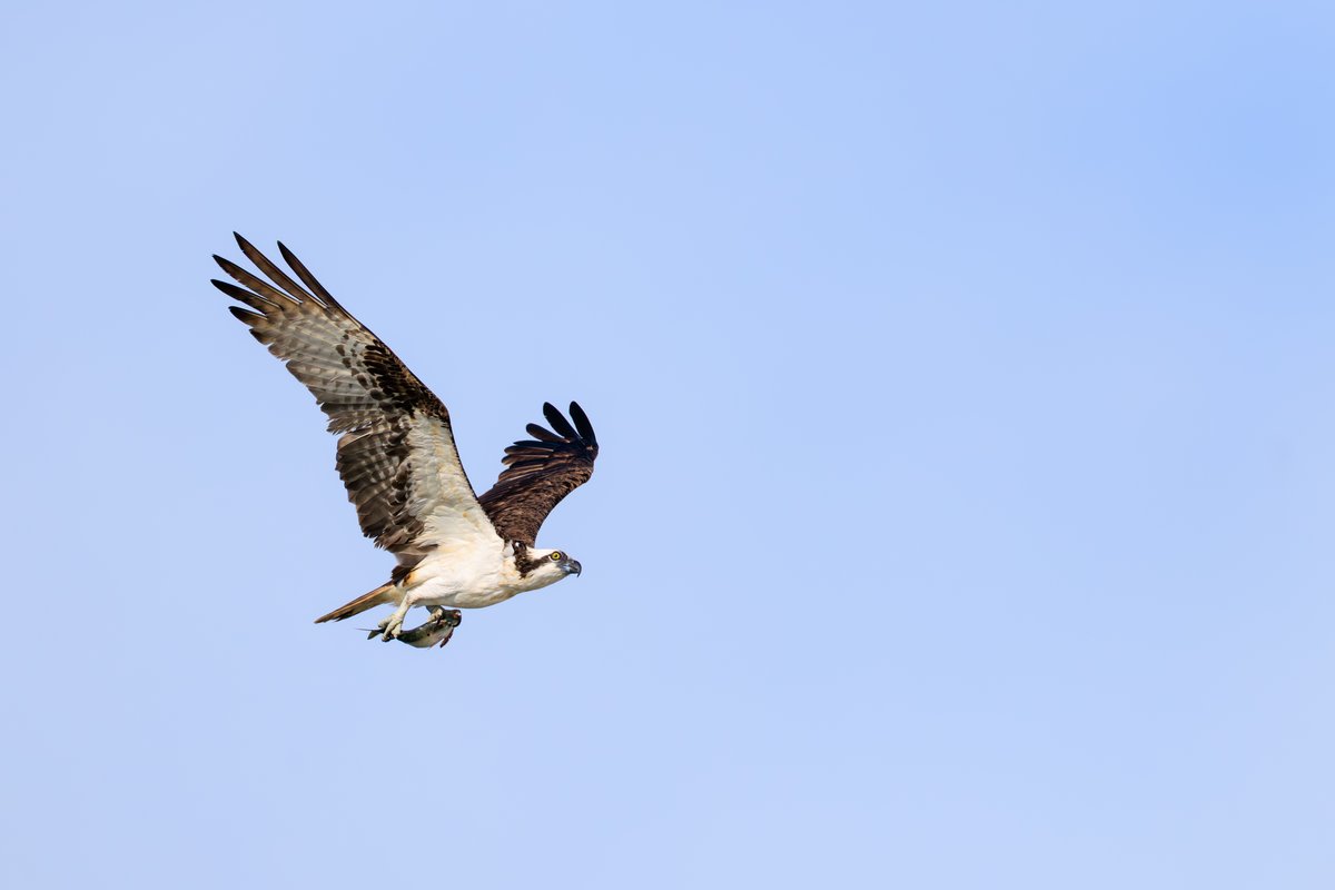 Osprey