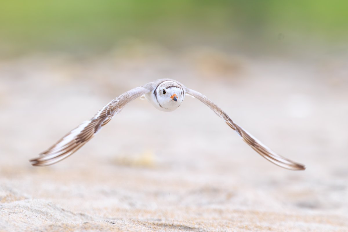 Piping Plover