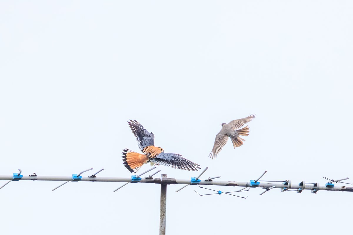 American Kestrel
