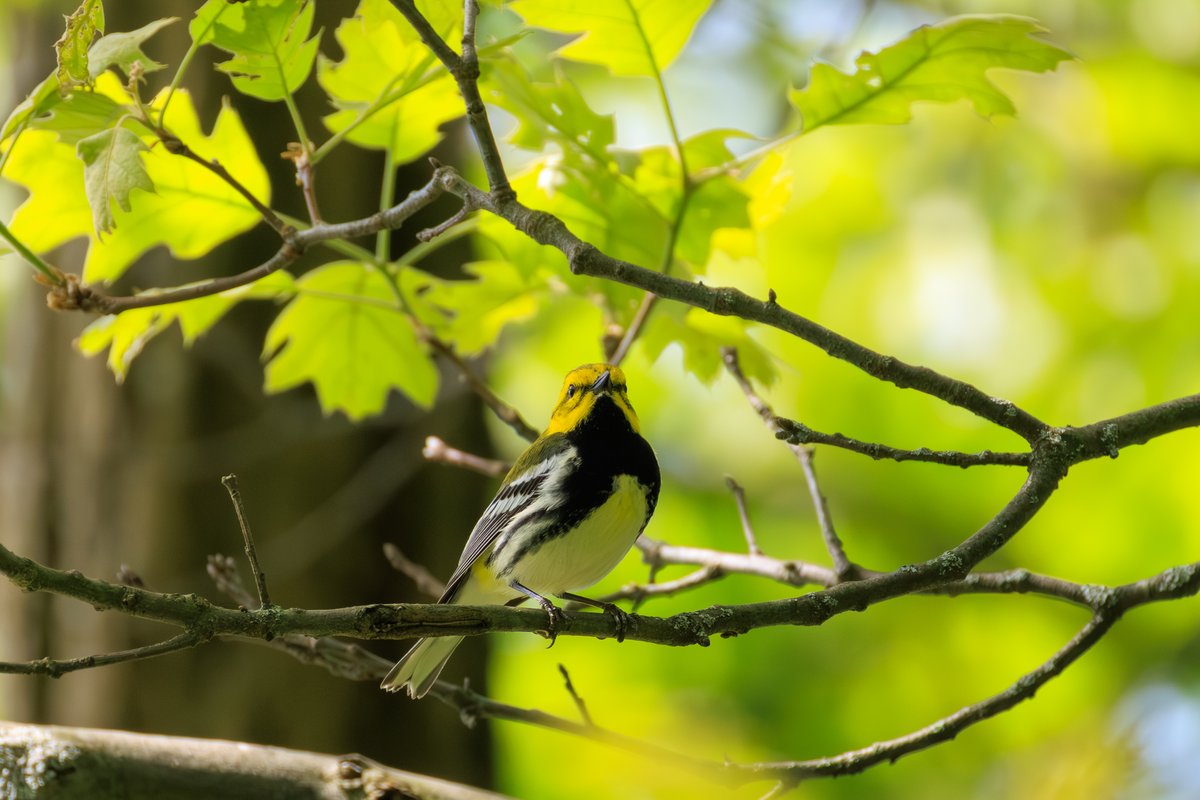Black-throated Green Warbler