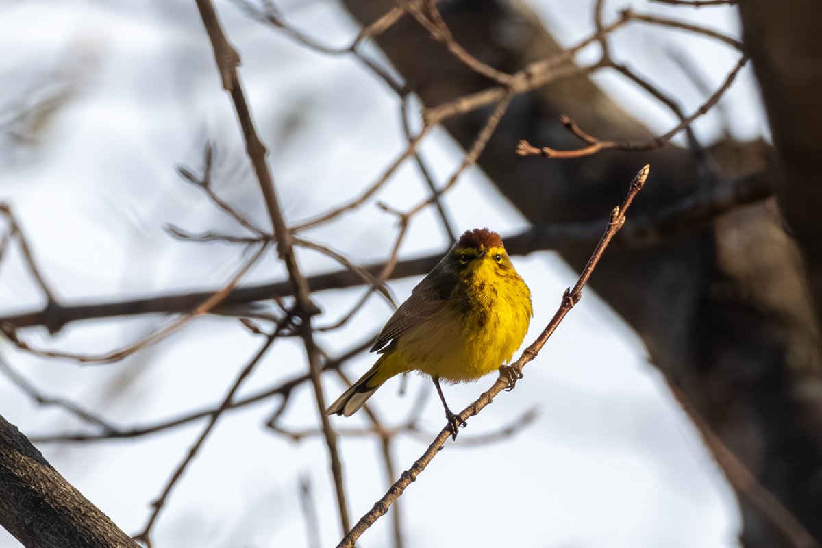 Palm Warbler