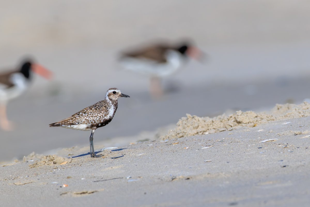 Black-bellied Plover