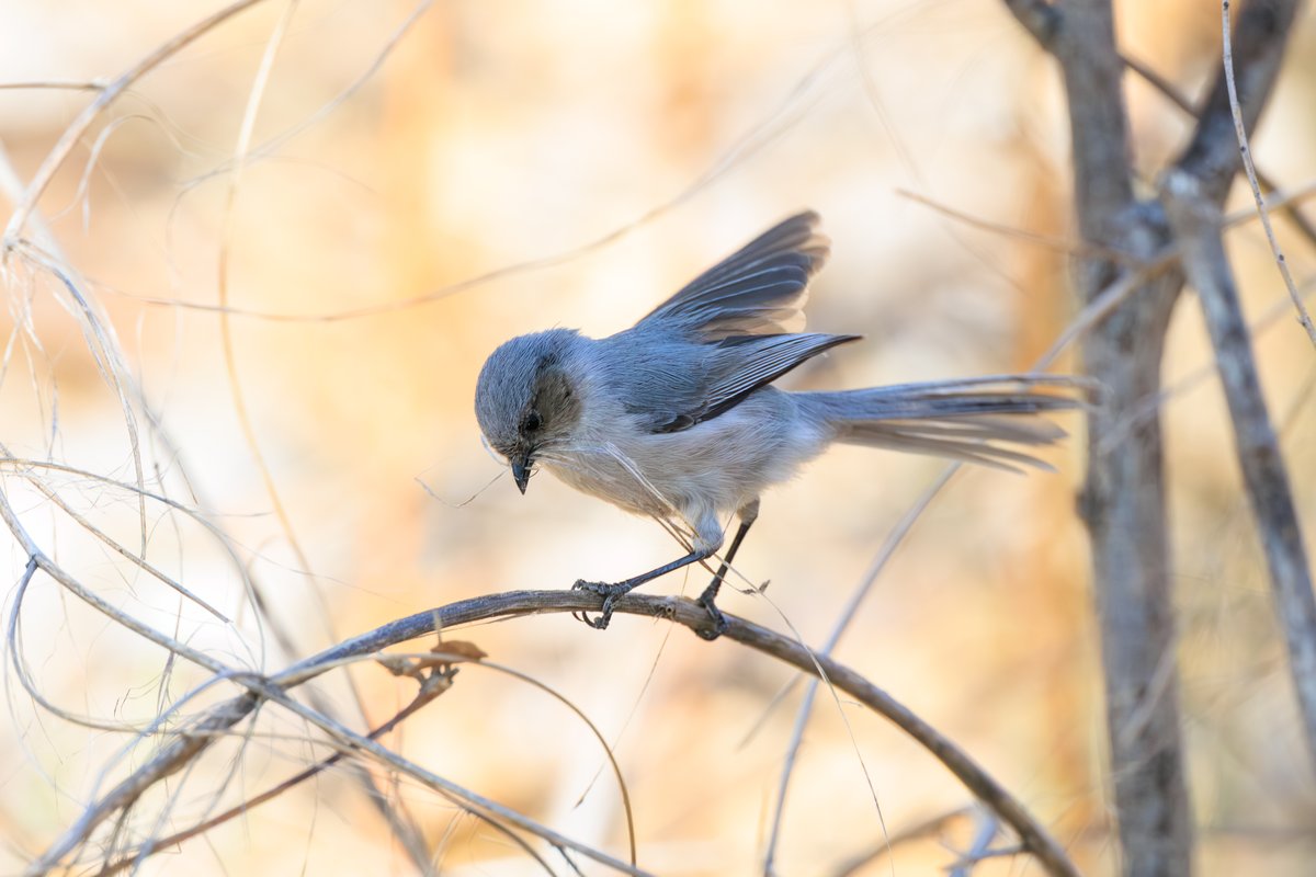 Bushtit