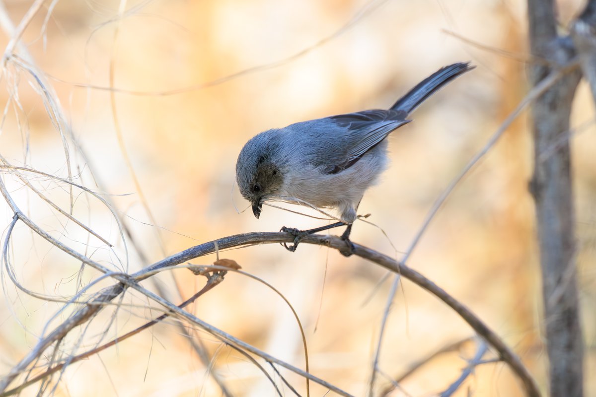 Bushtit
