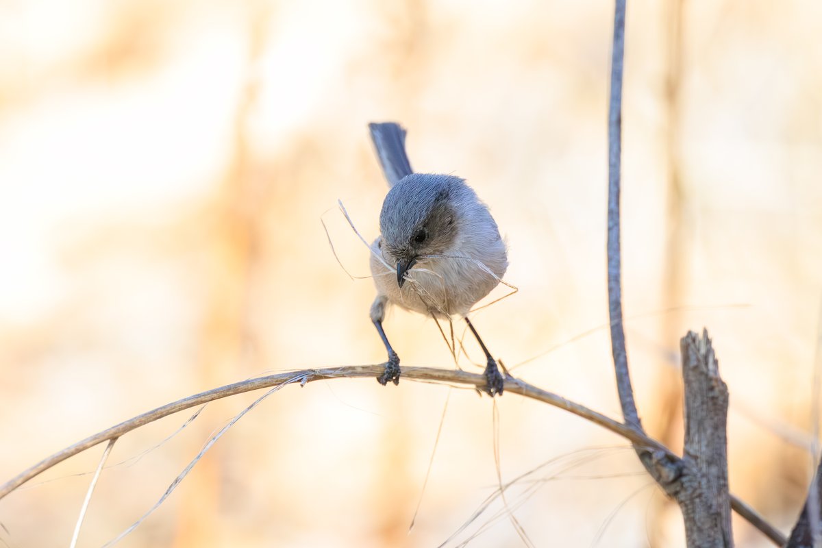 Bushtit