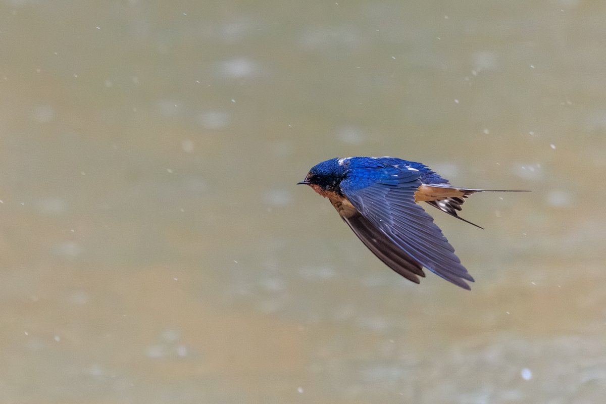 Barn Swallow