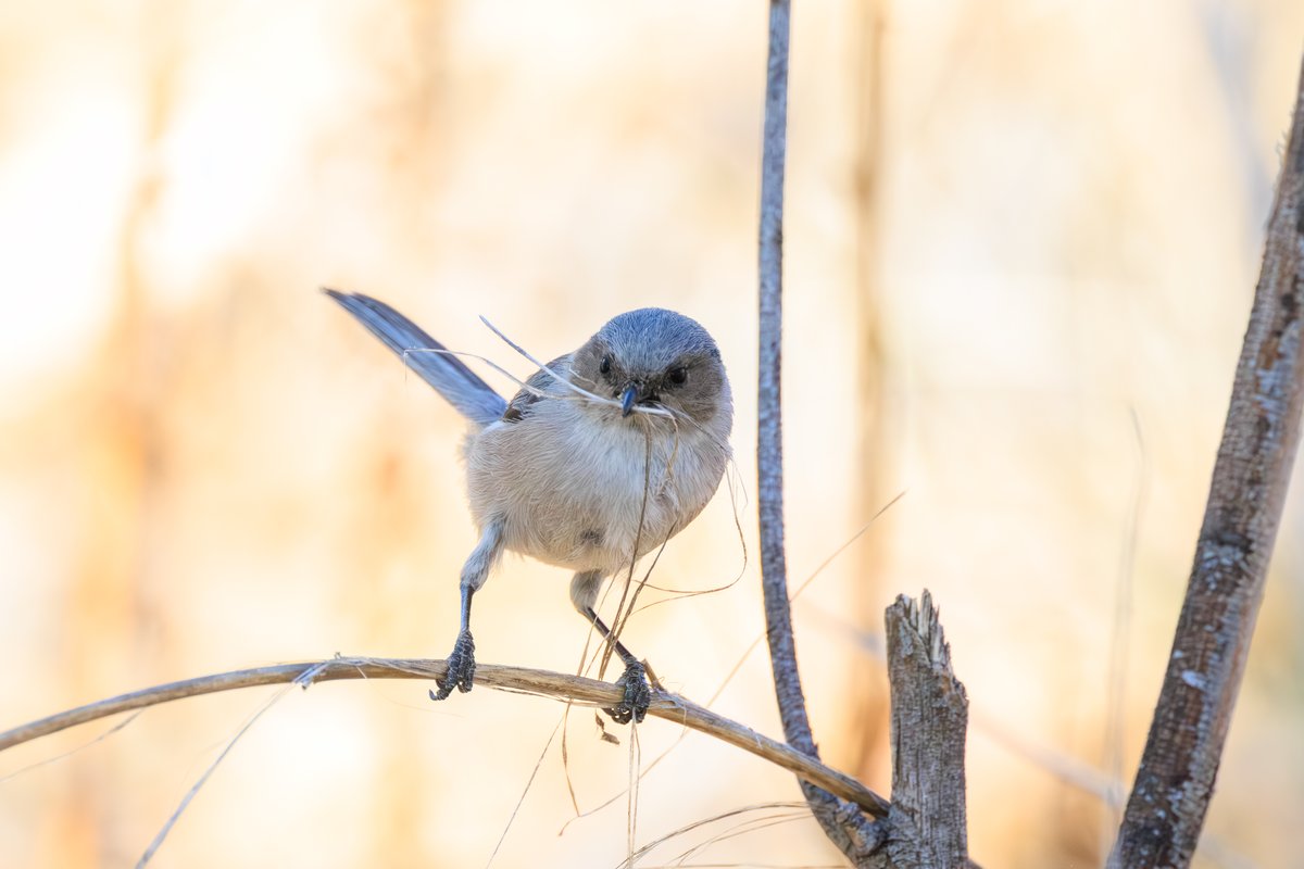 Bushtit