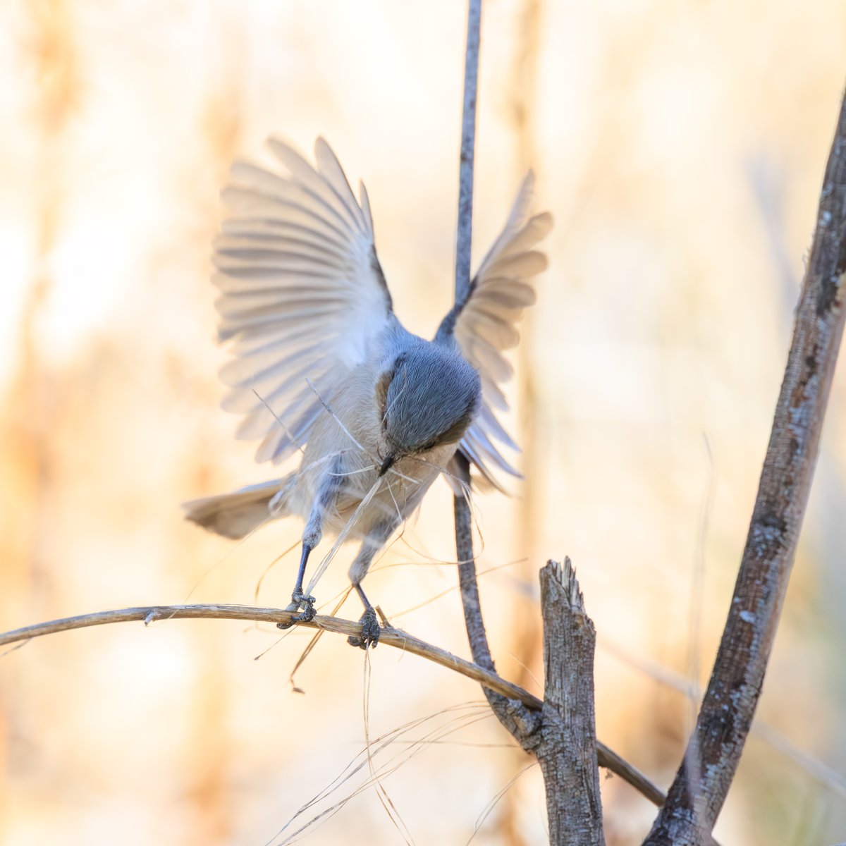 Bushtit