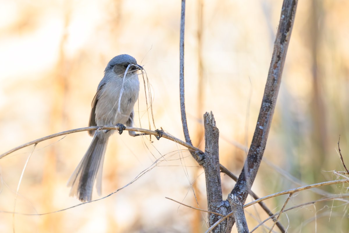 Bushtit