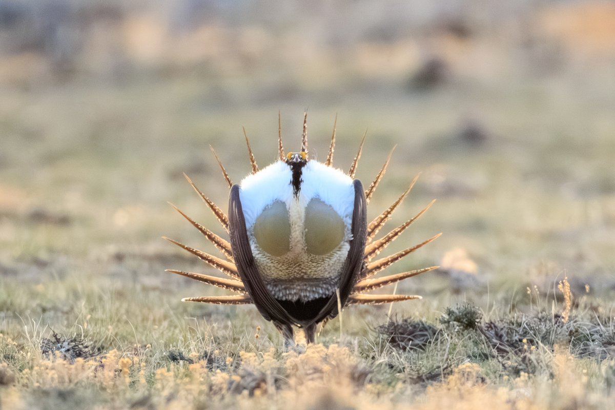 Greater Sage-Grouse
