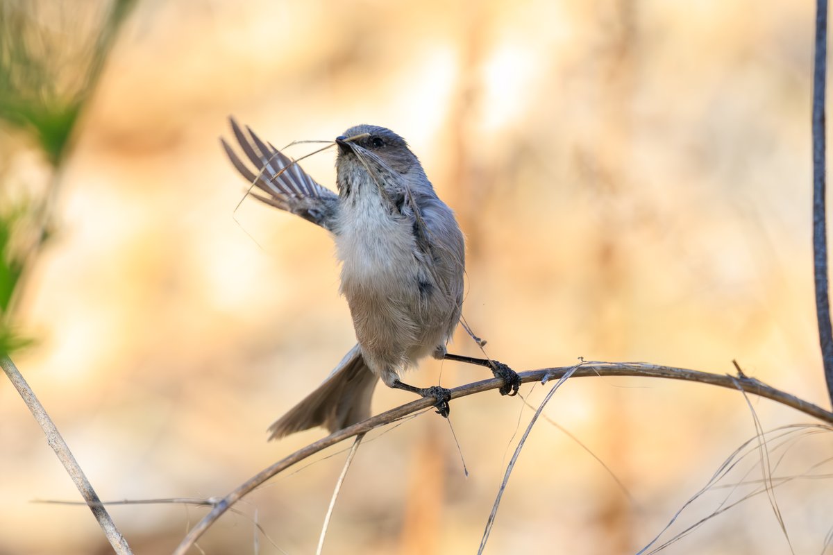 Bushtit
