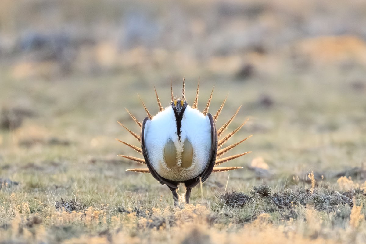 Greater Sage-Grouse