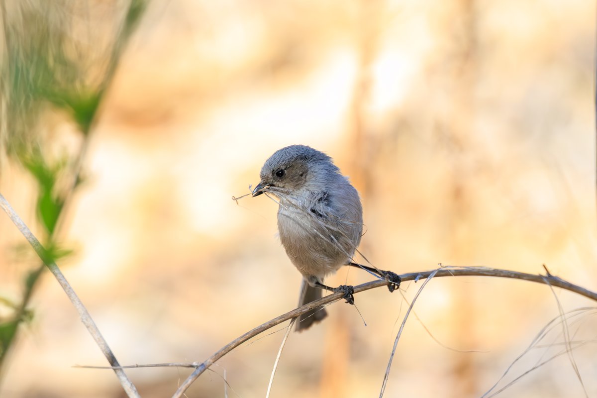 Bushtit